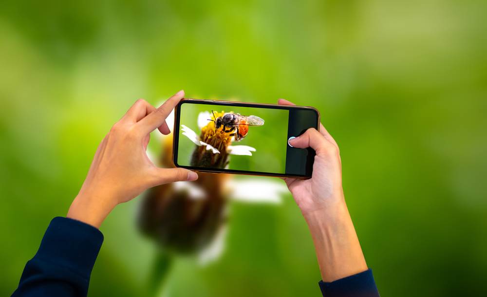  bee,smartphone,beauty,hold,beautiful,bloom,insect,communication, 
