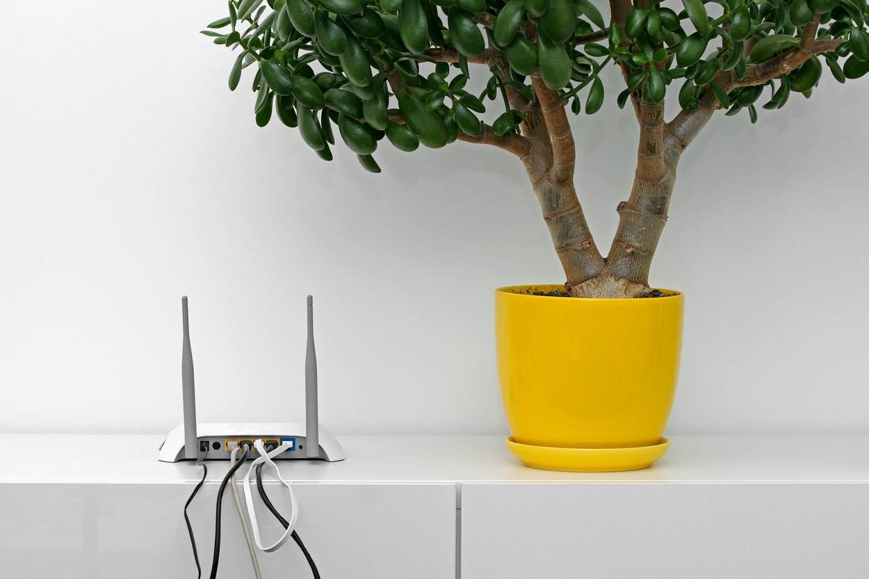  router;wifi;internet;room;interior;white;modern;office;antenna;cord;wired;hub;flower;flowerpot;pot;broadband;cable;digital;technology;computer;shelf;yellow;rack;commode;minimalism;home;modem;equipment;panel;local;web;access;wire;wireless;plug;ethernet;switch;network;net;hardware;data;port;firewall;connection;gateway;connect;point;communication;design;online 