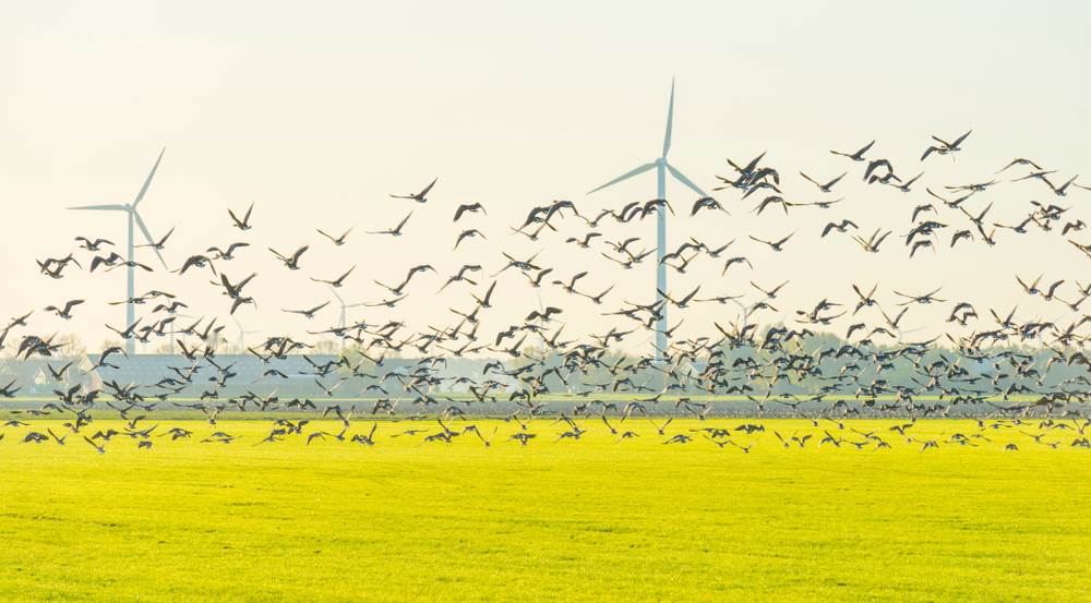  Vjetroelektrane ptice (2).jpg 