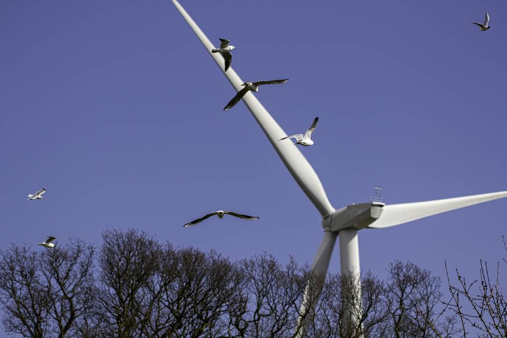  Vjetroelektrane ptice (1).jpg 
