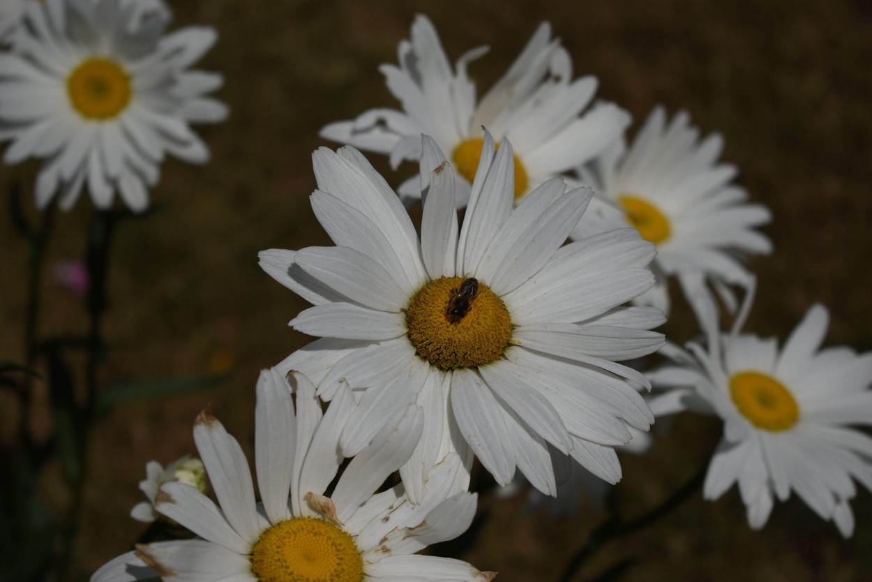  Pčela cvijet cvijeće.jpg 