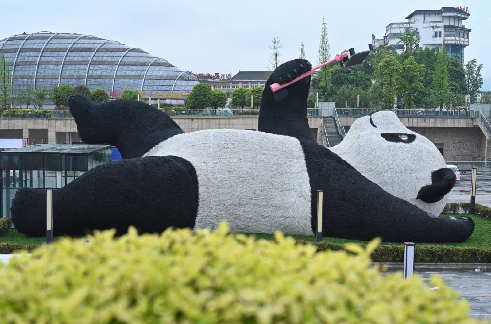  WORLD'S;HEAVIEST;130TON;GIANT;PANDA;SCULPTURE;UNVEILED;CHENGDU;CHINA;07;APR;2021;APRIL;7;DUJIANGYAN;CITY;SICHUAN;PROVINCE;A;LEISURELY;CUTE;SELFIE;THAT;LOOKS;LIKE;SELFPORTRAIT;3;YANGTIANWO;SQUARE;WAS;OFFICIALLY;OPENED;PUBLIC;ART;ALSO;AT;SAME;TIME;THIS;SHAPE;STICK;IS;26;METERS;LONG;11;WIDE;12;HIGH;WEIGHS;130;TONS;IT;CURRENTLY;FIXED;BY;MILLION;LACQUERED;STAINLESS;STEEL;WIRES;BEHIND;TRENDY;COMMUNITY;INTEGRATES;CULTURAL;CREATION;LEISURE;FOOD;INTERNET;CELEBRITY;CHECKIN;CREATES;WONDERFUL;NEW;CONSUMPTION;SCENE;AN;GIFT;PRESENTED;LARGEST;COMPANY;UAP;DUTCH;ARTIST;FLORENTINE;HOFFMAN;PLACED;TIANFU;GREENWAY;LYING;ITS;BACK;ACCORDING;DESIGNER;WORK;VERY;ENTERTAINING;WHEN;HE;LIFTS;HIS;MOBILE;PHONE;TAKE;SELFIES;RELAXED;LOOK;POSTURE;ARE;EXPRESSION;ARTISTIC;LANGUAGE;LOCAL;LIFE;VIEWER;FEELS;CORDIAL;PLEASANT;UNIQUE;TERMS;VOLUME;FORM;CONCEPT;AS;SAID;RESTORING;TRUE;STORY;DREAMY;ENTERING;WILL;BRING;EVERY;VISITOR;UNFORGETTABLE;EXPERIENCE;HOPES;THROUGH;ARTWORK;PEOPLE;HAVE;DEEPER;UNDERSTANDING;WORLD;NATURAL;HERITAGE;WATER;CONSERVANCY;IRRIGATION;PROJECT;VERITABLE;CAPITAL.IT;UNDERSTOOD;AFTER;OFFICIAL;MEETING;WITH;YOU;START;NAME;COLLECTION;ACTIVITY;NEXT;VISITORS;CAN;USE;DRONES;PANDAS;FOR;EXCLUSIVE;VLOG;SHOOTING;CLOCKIN;98855848 