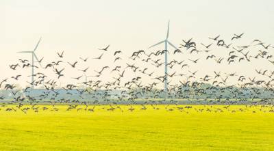 Vjetroelektrane ptice (2).jpg 