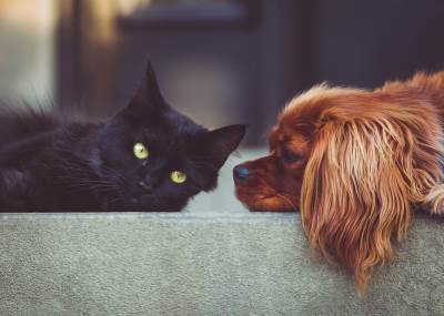 Pas i mačka (1).jpg 